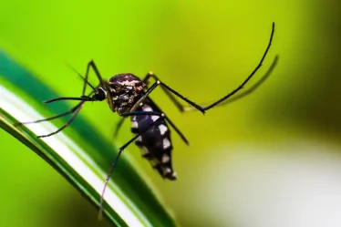 Heat waves cause dengue to explode in more regions of Brazil