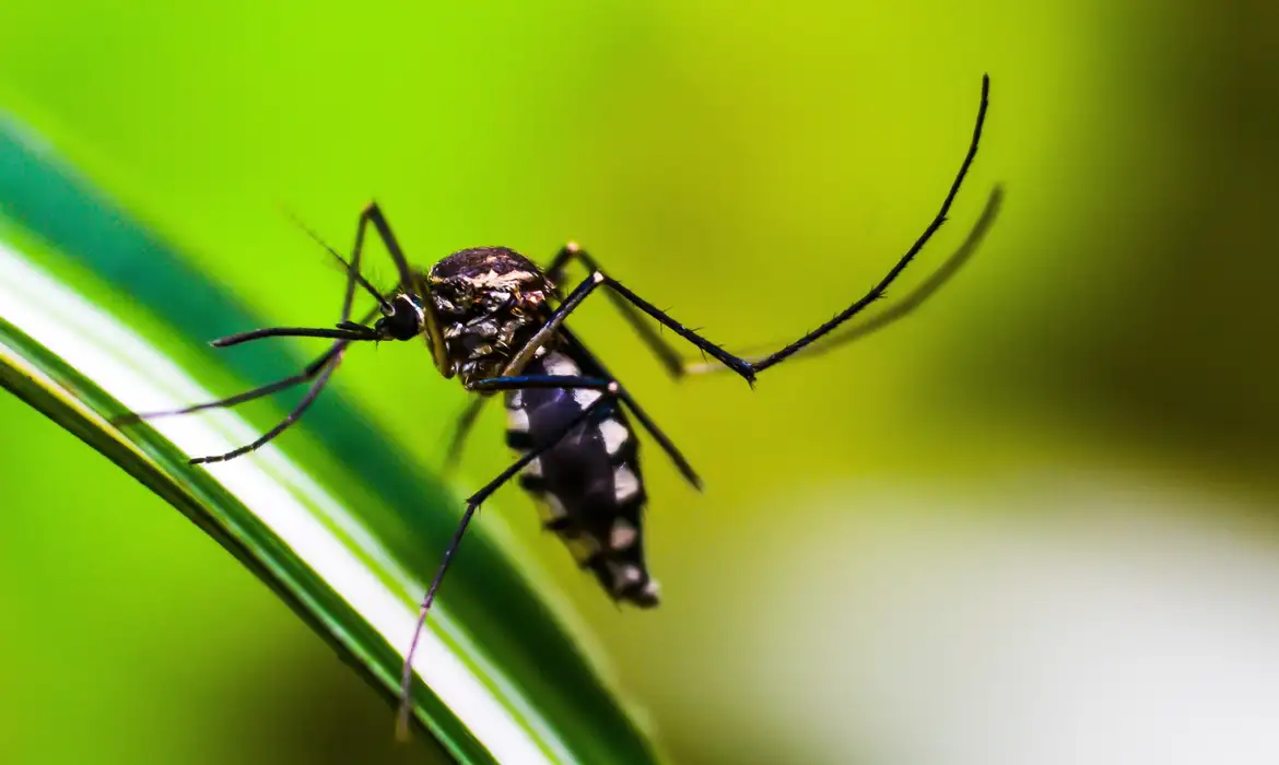 Heat waves cause dengue to explode in more regions of Brazil